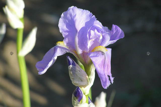 Kosaciec blady Variegata Iris pallida P9