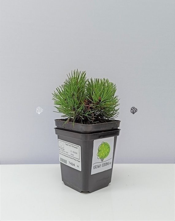 Sosna kosodrzewina Pumilio Pinus mugo P9
