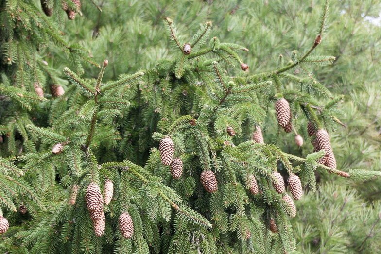Świerk pospolity Acrocona Picea abies C2