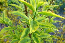 Forsycja pośrednia Golden Times Forsythia intermedia P9