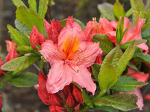 Azalia wielkokwiatowa Pink Delight Rhododendron (Knaphill) - SH