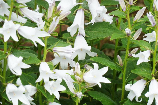 Dzwonek kremowy Alba Campanula lactiflora C1