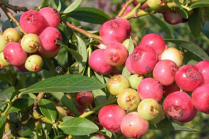 Borówka amerykańska Pink Lemonade Vaccinium corymbosum P9