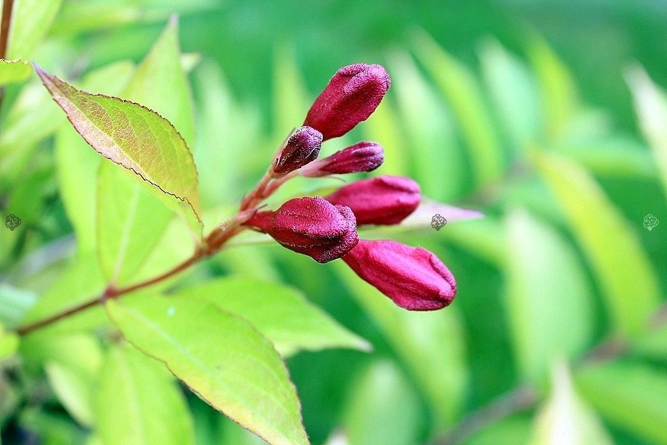 Krzewuszka cudowna Aurea Weigela florida P9