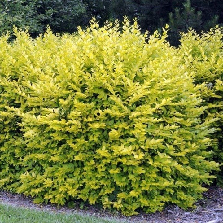 Ligustr jajolistny Aureum Ligustrum ovalifolium P9