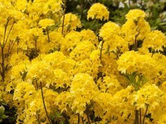 Azalia wielkokwiatowa Sonnenkopfchen Rhododendron C4
