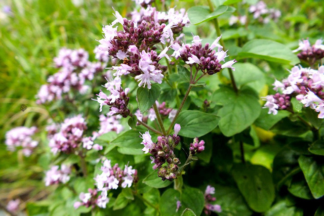 Lebiodka pospolita Origanum vulgare P9