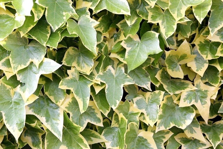 Bluszcz pospolity Goldchild Hedera helix P9
