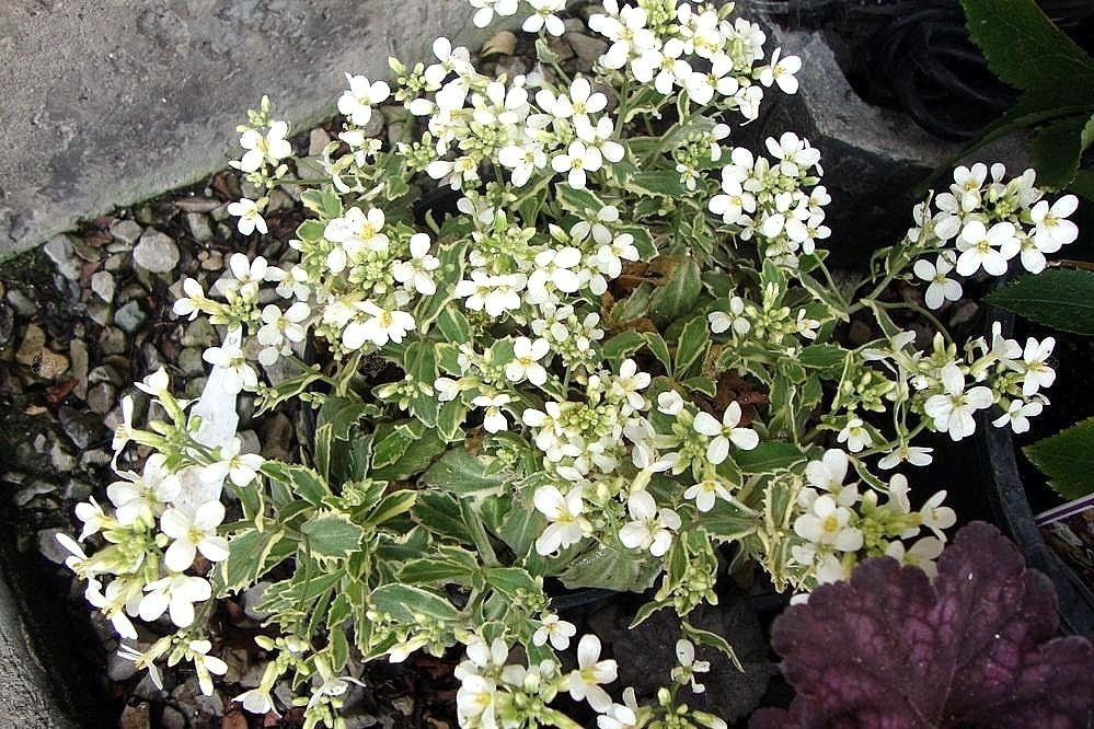 Gęsiówka macedońska Old Gold Arabis ferdinandi-coburgii P9