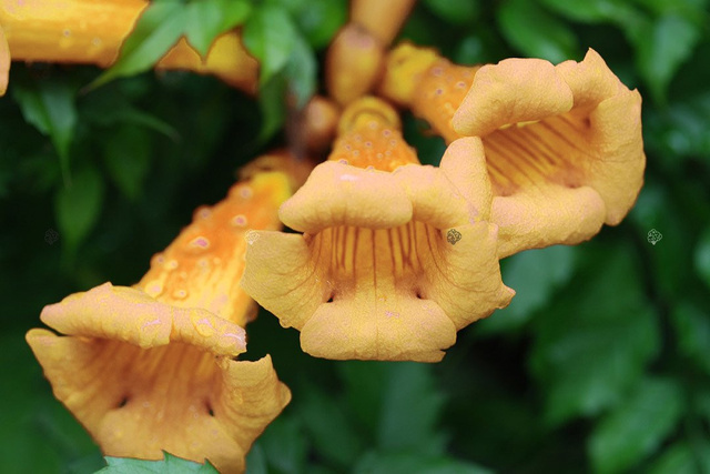 Milin amerykański Flava Campsis radicans C2