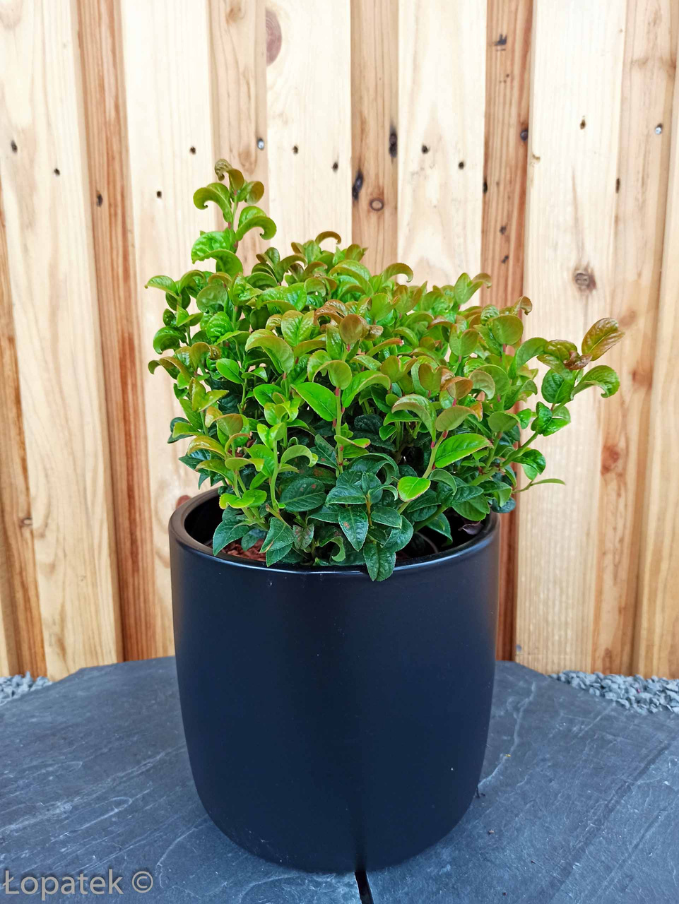 Kiścień axillaris Curly Red PBR Leucothoe axillaris C1,5