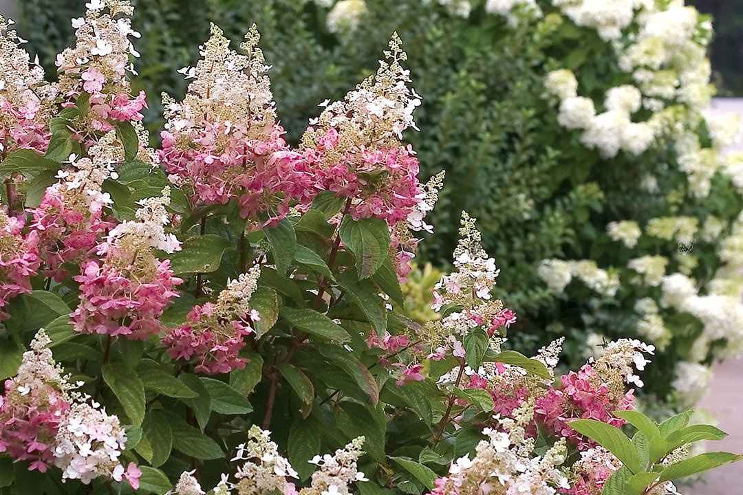 Hortensja bukietowa Pinky Winky PBR Hydrangea paniculata C5