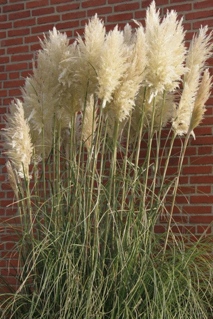 Kortaderia Trawa pampasowa Pumila Cortaderia selloana