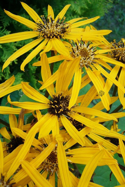 Języczka pomarańczowa Ligularia dentata P9