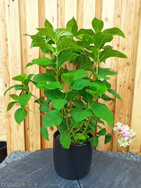 Hortensja ogrodowa Semperflorens Hydrangea macrophylla C3
