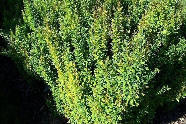 Berberys Thunberga Erecta Berberis thunbergii C2