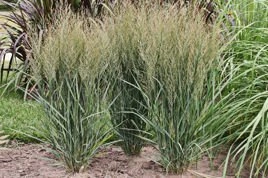 Proso rózgowate Northwind Panicum virgatum C2