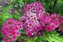 Tawuła japońska Crispa Spiraea japonica C2