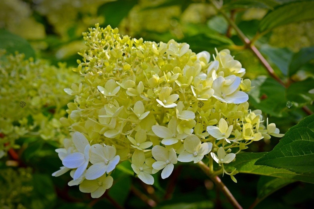 Hortensja bukietowa Candlelight PBR Hydrangea paniculata C3