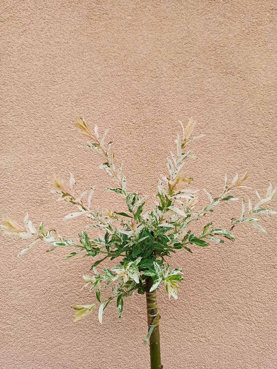 Wierzba całolistna na pniu Hakuro Nishiki Salix integra C2