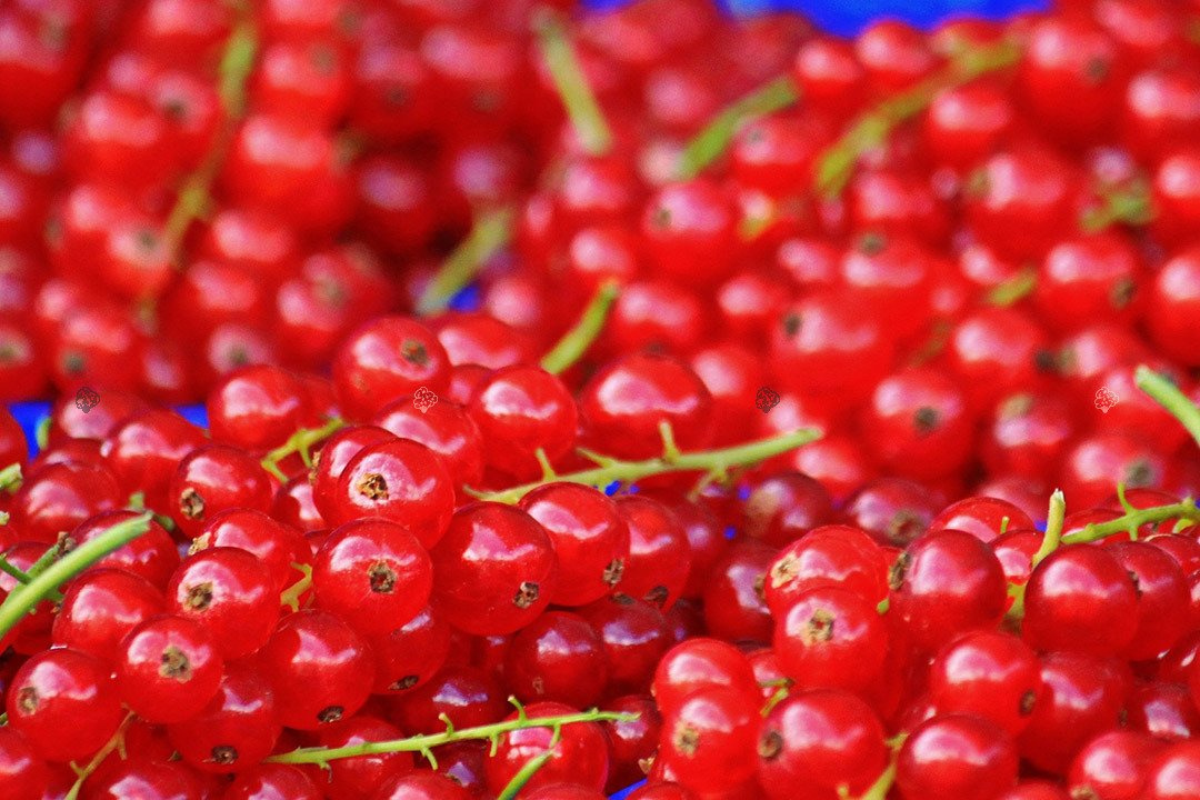Porzeczka czerwona Ribes rubrum C2