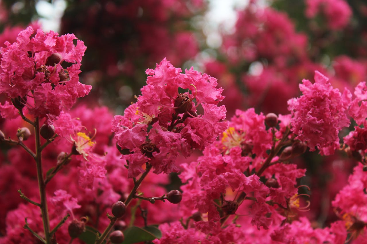 Lagerstroemia indyjska Berry Dazzle PBR Lagerstroemia indica P9