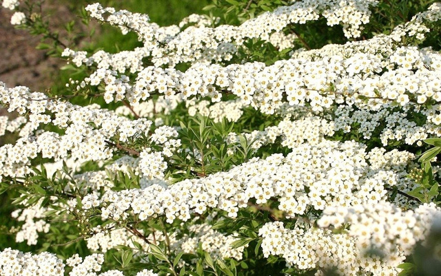 Tawuła nippońska Halward's Silver Spiraea nipponica C5
