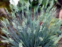 Kostrzewa sina Eisvogel Festuca cinerea C3