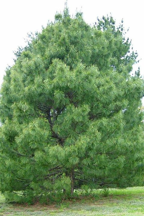 Sosna Himalajska Pinus wallichiana P9
