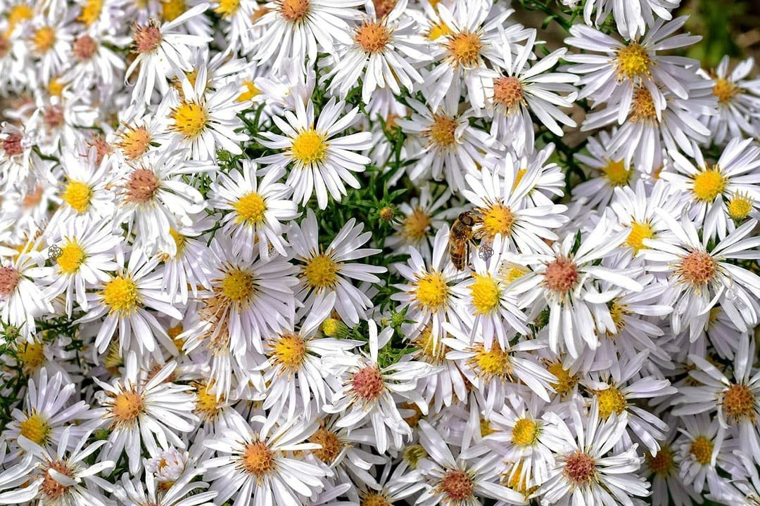 Aster krzaczasty Weiss Aster dumosus P9