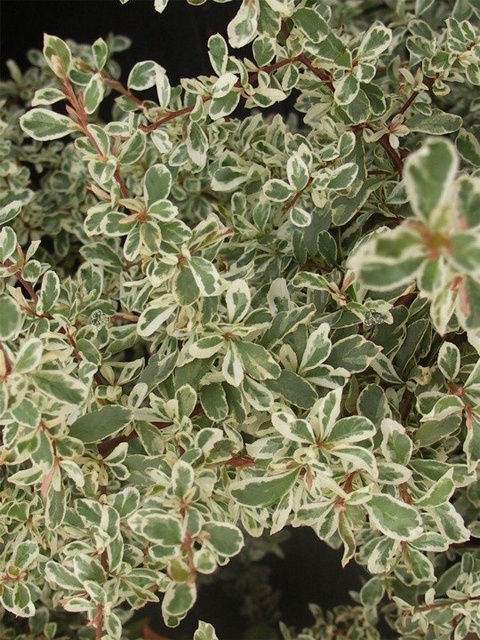Ognik szkarłatny Mohave silver Pyracantha coccinea P9