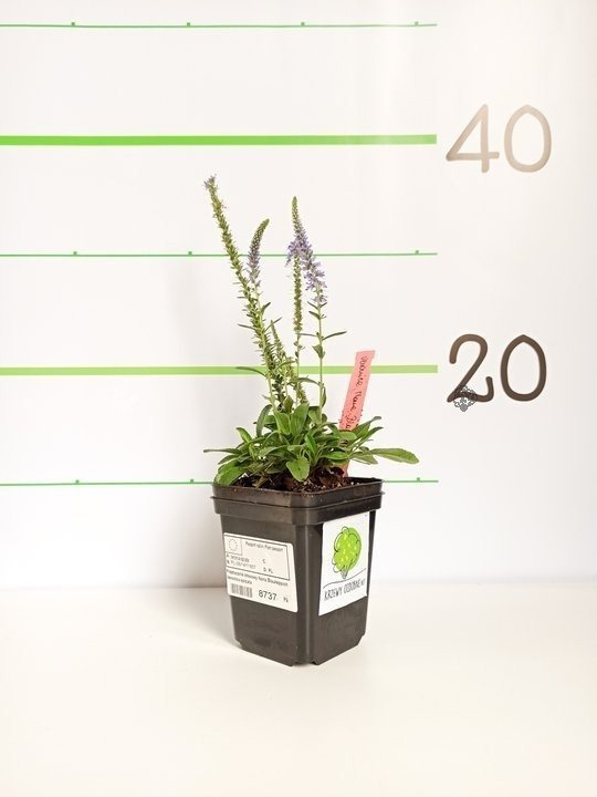 Przetacznik kłosowy Nana Blauteppich Veronica spicata P9
