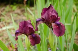 Kosaciec Cherry Garden Iris pumila C2