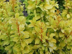 Berberys Thunberga Summer Sunset Berberis thunbergii C2
