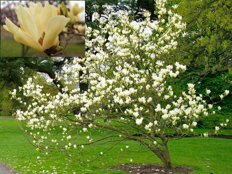 Magnolia Elizabeth PBR Magnolia C5