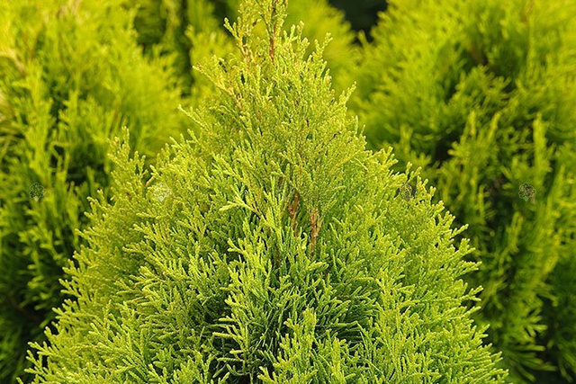 Tuja Janed Gold PBR Thuja occidentalis C2
