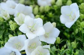Dzwonek karpacki Weisse Clips Campanula carpatica P9