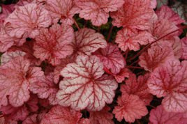 Żurawka Berry Smoothie PBR Heuchera C1,4