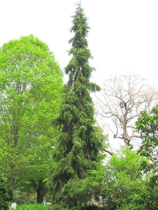 Świerk serbski Pendula Picea omorika C5