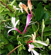 Wiciokrzew japoński Purpurea Lonicera japonica P9