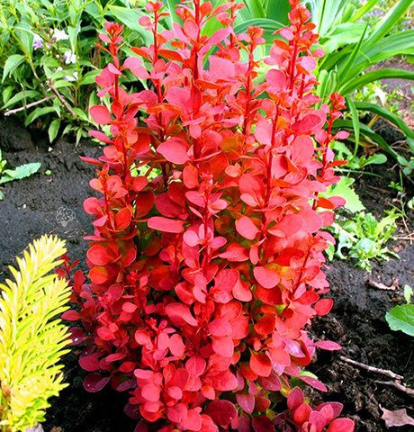 Berberys Thunberga Orange Pillar Berberis thunbergii P9