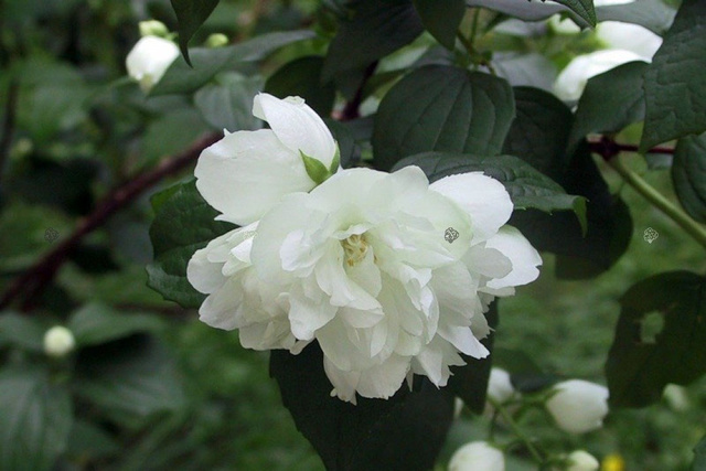 Jaśminowiec Dame Blanche Philadelphus P9