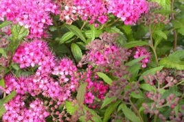 Tawuła japońska Anthony Waterer Spiraea japonica P9