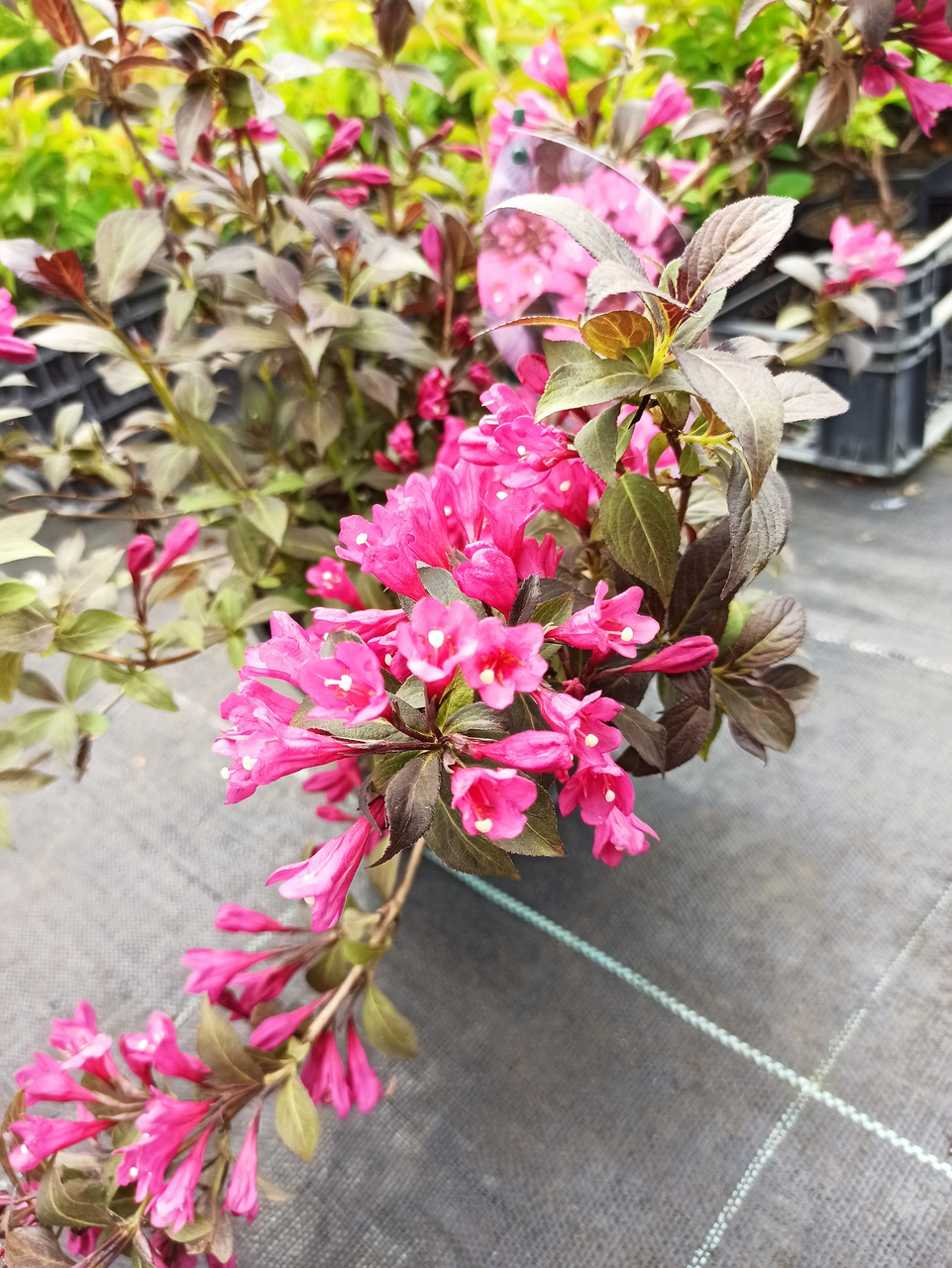 Krzewuszka cudowna Minor Black PBR Weigela florida C3