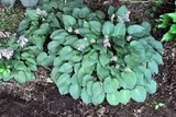 Funkia Pacific Blue Edger Hosta