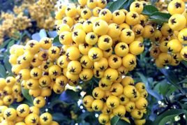 Ognik Soleil d'Or Pyracantha C2