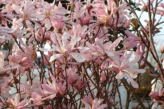 Magnolia Loebnera Leonard Messel Magnolia loebneri C3