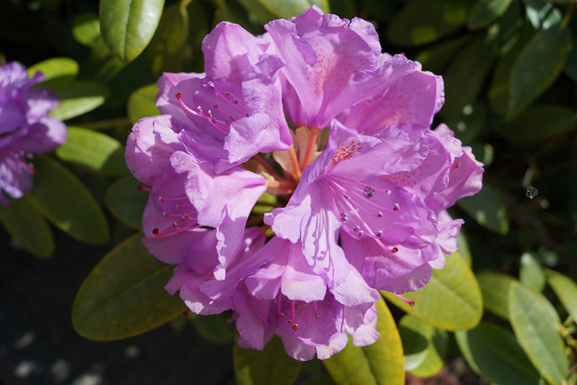 Różanecznik katawbijski Grandiflorum Rhododendron catawbiense C2