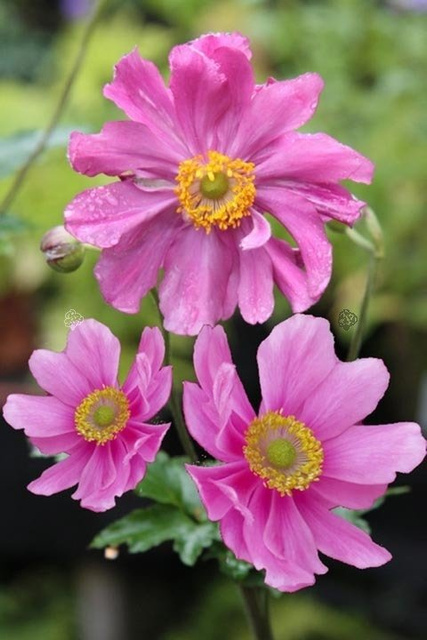Zawilec mieszańcowy Rotkappchen Anemone hybrida C3