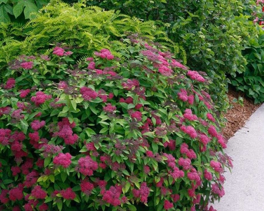 Tawuła japońska Double Play Red PBR Spiraea japonica C3